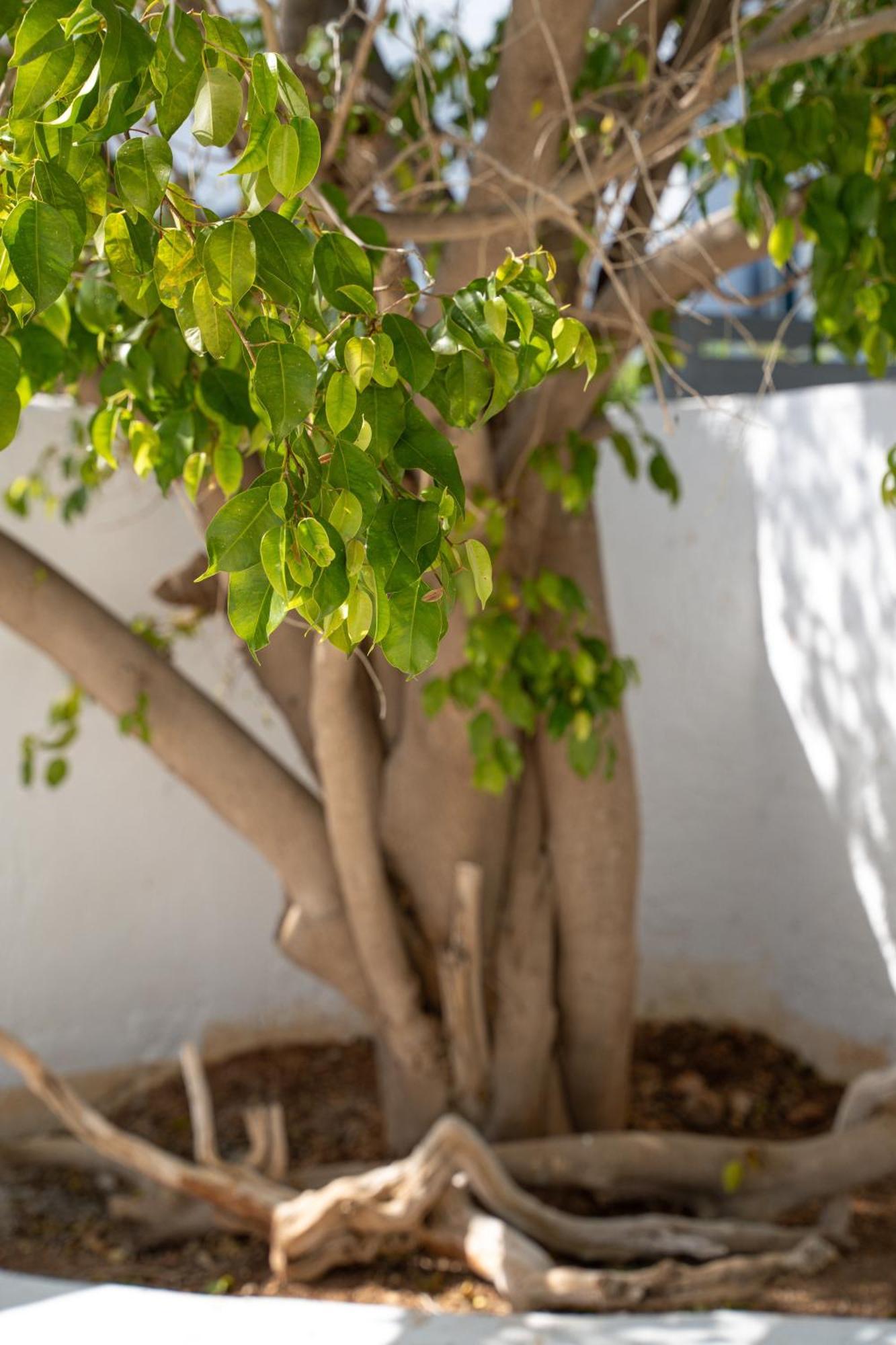Apollonas & Sibylla Villa Chorio  المظهر الخارجي الصورة